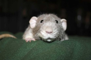¡Insólito! Investigación afirma que los ratones también se “arreglan” cuando miran un espejo