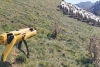 Robot reúne manada de ovejas en Nueva Zelanda