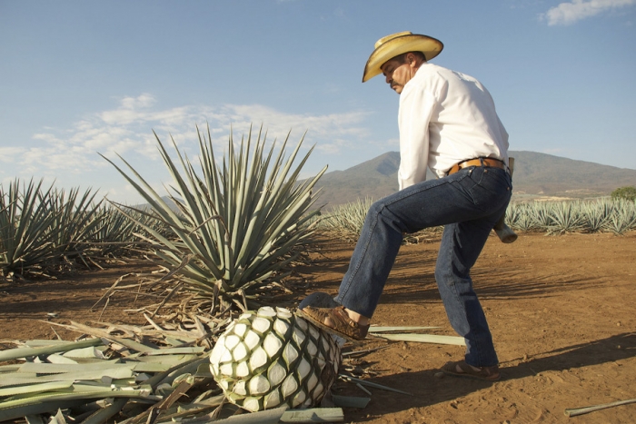 Mezcal y Tequila: dos destilados mexicanos con personalidad propia