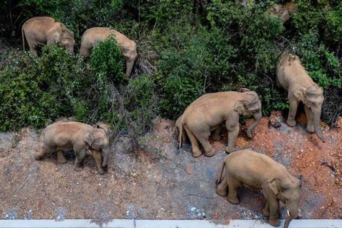 ¡Bienvenidos! Famosos elefantes regresan a &quot;casa&quot; tras recorrer miles de kilómetros