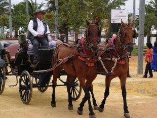 Ambientalistas proponen recuperar al caballo como medio de transporte sostenible