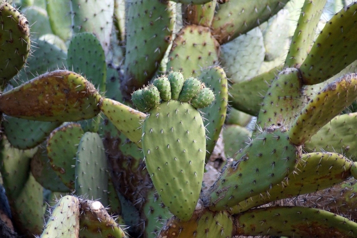 Descubre los múltiples beneficios de consumir la raíz de nopal