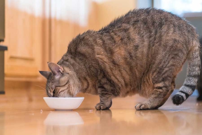 Conoce como puedes evitar la obesidad en tus mascotas