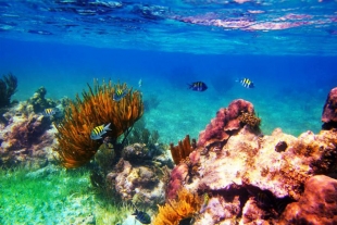 Curan arrecifes con altavoces