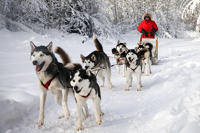 Descubren utilización de perros de trineo de hace 9500 años