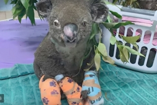 Muere Lewis, el koala que una mujer salvó de un incendio en Australia