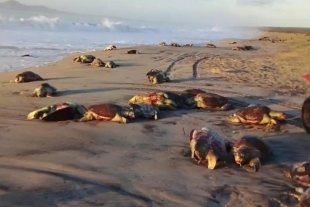 Encuentran 300 tortugas muertas en playas de Oaxaca