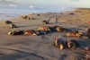 Encuentran 300 tortugas muertas en playas de Oaxaca