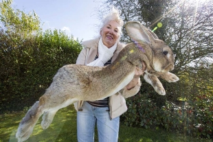 ¡Sorpresa! Familia adopta un conejo y años después se convierte en el más grande del mundo