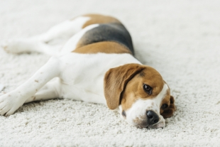 Qué es la coprofagia y por qué tu perro podría padecerla