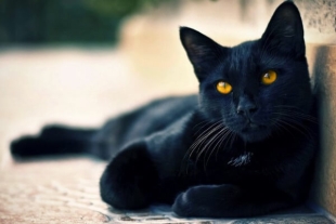 Bombay: ¿Cuál es el origen de la única raza de gato negro sin patrones ni manchas?