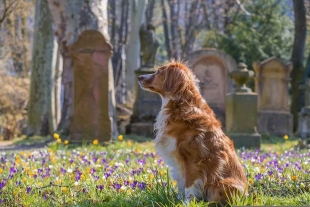 ¡Alerta! Enterrar mascotas en el jardín es peligroso para las personas y el medio ambiente