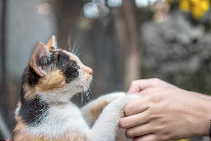 ¿Recuperaste a tu gato perdido? una leyenda japonesa podría estar detrás de su regreso