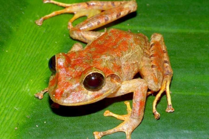 Encuentran nueva especie de rana en Panamá y la nombran como Greta Thunberg