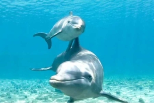 Conexión única; mamás delfines utilizan un silbido especial para comunicarse con sus crías