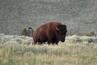 Y es que el bisonte americano desempeña un papel crucial en la regeneración de los lugares que habita