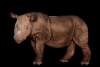 Murió el último rinoceronte de Sumatra que había en Malasia