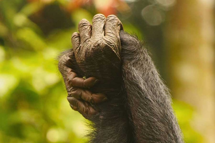 El grupo recopiló 30 años de datos de seis comunidades de bonobos salvajes en tres lugares de la República Democrática del Congo