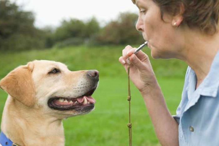 ¿Sabes cómo funcionan los silbatos para perros?