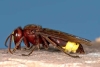 ¡Salud! Increíble mutación permite a estos insectos ingerir alcohol sin sufrir resaca