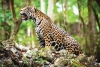 Comunidad de Quintana Roo enfrenta jaguares en extinción para salvar a sus perros