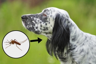 ¡Cuidado! Tu mascota podría enfermar por causa de picaduras de mosquitos