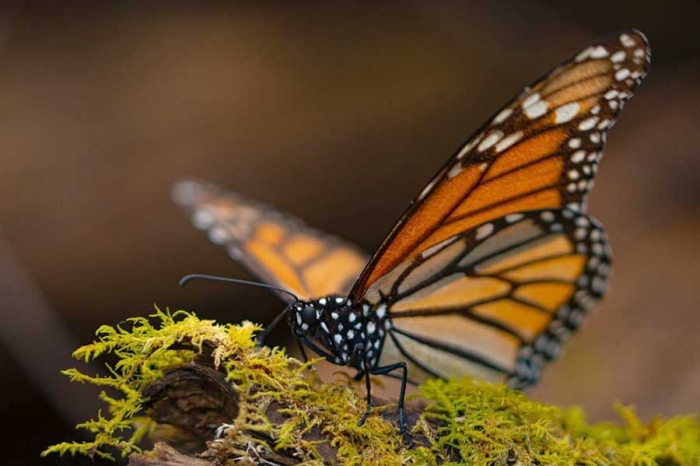 Inicia temporada de avistamiento de la mariposa monarca
