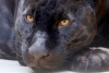 Reaparece pantera negra que se consideraba extinta