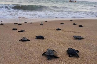 Miles de tortugas aprovechan la cuarentena para anidar