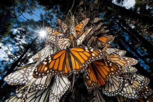 El clima y la agricultura han reducido la población de insectos