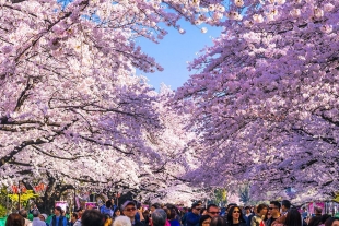 Floración de cerezos muestra cambio climático