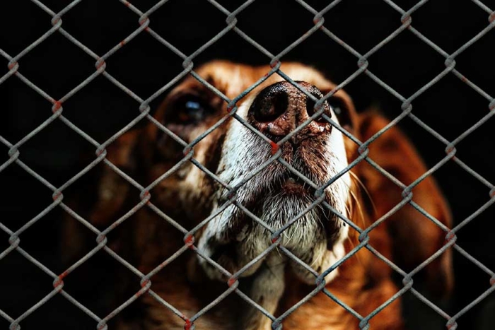 Se prevé la aplicación de sanciones severas en delitos cometidos en contra de las mascotas 