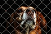 Edoméx creará la primera policía de protección y cuidado animal