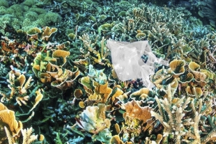 Plásticos asfixian a corales en mares mexicanos