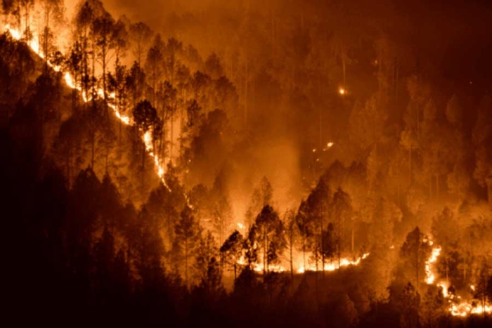 Estados Unidos destinará 13 mil millones de dólares contra la destrucción de bosques