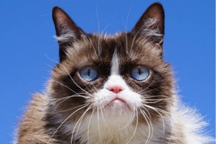 Muere la famosa gatita Grumpy Cat