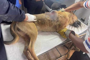 Vecinos de Ixtlahuaca lanzan campaña para exigir justicia por “Lomito”, perro acuchillado