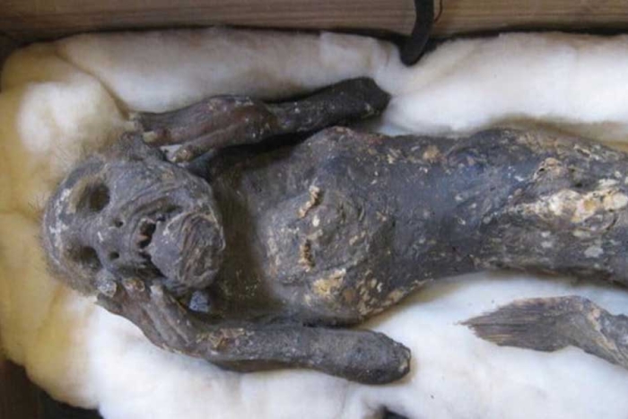 Científicos intentan descifrar el misterio detrás de la momia sirena de Japón