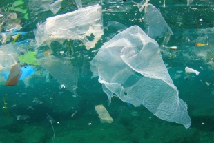 7 de cada 10 personas en el mundo apoyan la lucha contra la contaminación plástica: WWF