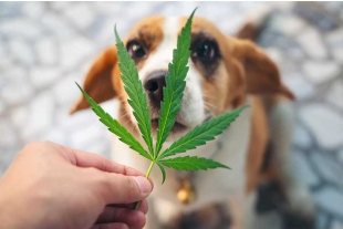 Veterinarios de NY alertan incremento de mascotas que consumen marihuana por error