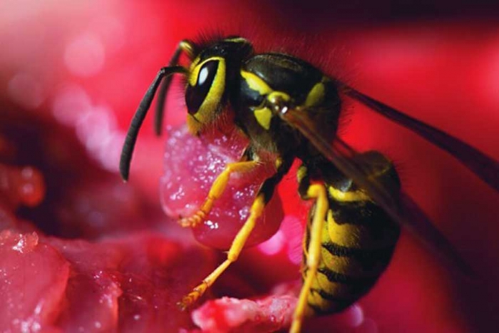 ¡Increíble! Descubren una nueva especie de abeja que es carnívora