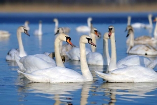 ¡No es broma! Cisnes ingresan a “rehabilitación” por su adicción a las amapolas