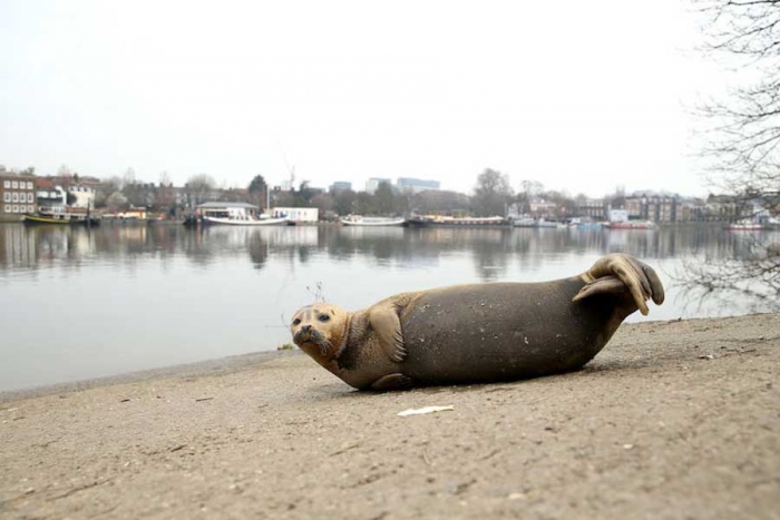 Tiburones, anguilas, focas y caballitos de mar: los nuevos habitantes del Río Támesis