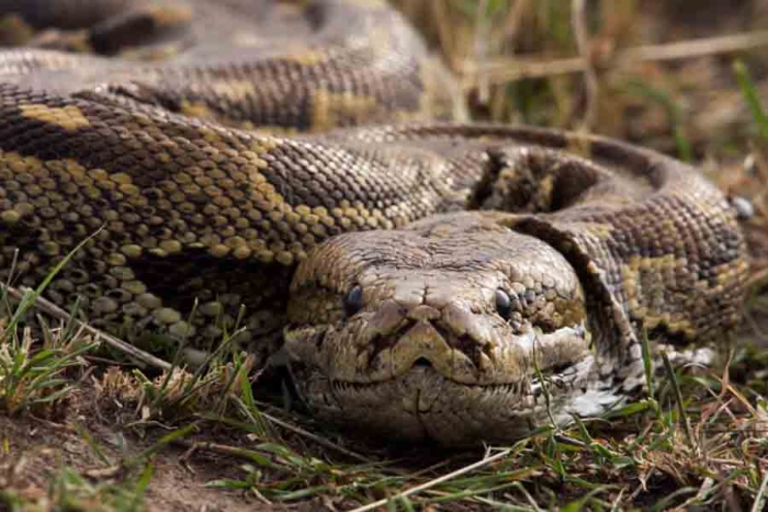 ¡Increíble! Enorme serpiente de siete metros se traga a una mujer en indonesia