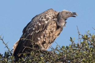 Científicos españoles identificaron la presencia de tres especies de buitres