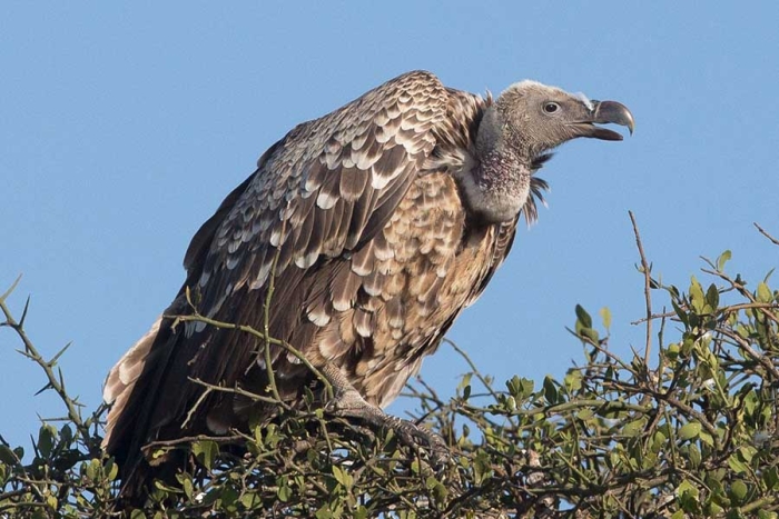 Científicos españoles identificaron la presencia de tres especies de buitres