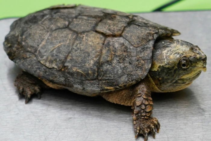 “Bronxie”, la nueva mascota de los Yankees que se convirtió en su amuleto