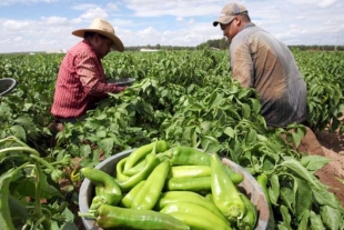 Después de 15 años INEGI realizará el censo agropecuario 2022