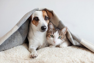 Perros y gatos: cómo presentarlos si van a vivir juntos para que se lleven bien