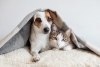 Perros y gatos: cómo presentarlos si van a vivir juntos para que se lleven bien